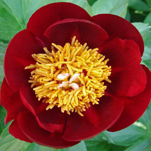 'ILLINI WARRIOR' Peony (Paeonia x lactiflora 'illini warrior')