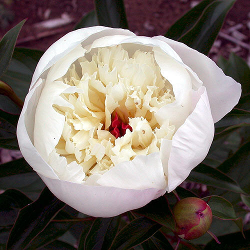 'IMMACULEE' Peony (Paeonia x lactiflora 'immaculee')