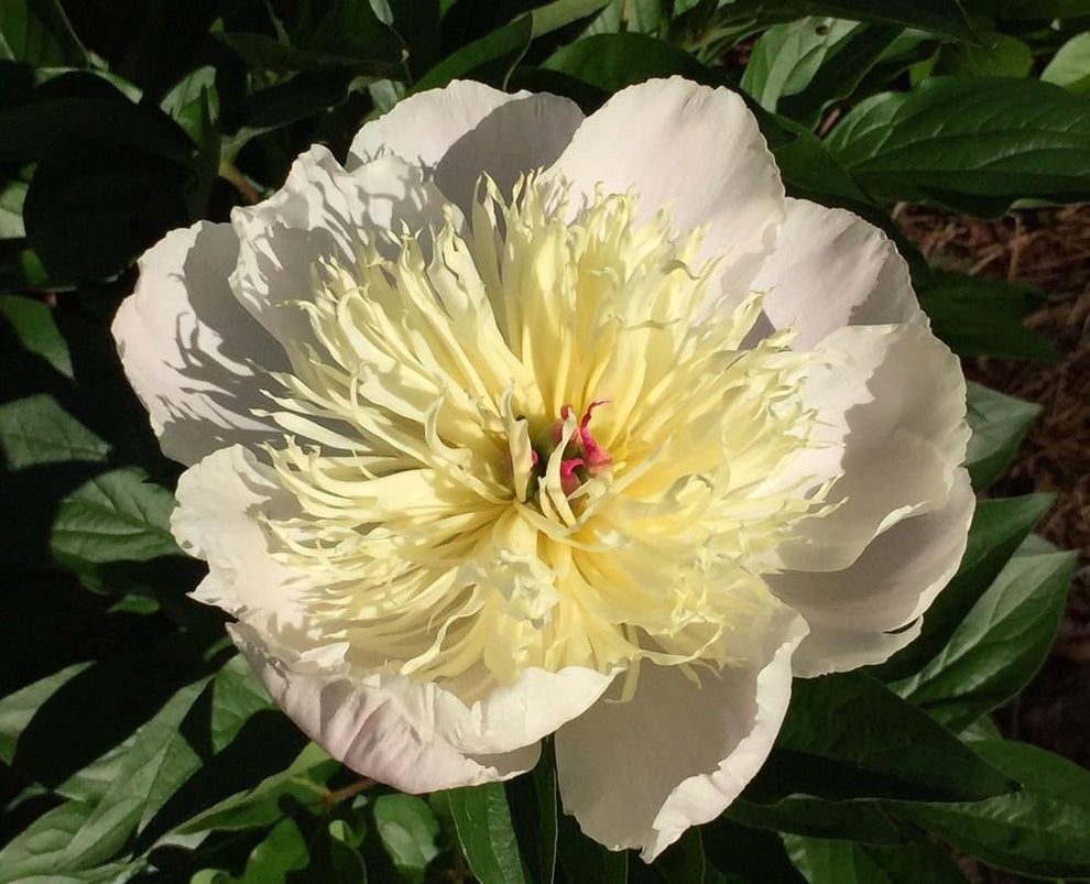 'IMMACULEE' Peony (Paeonia x lactiflora 'immaculee') – Champlain Peony ...