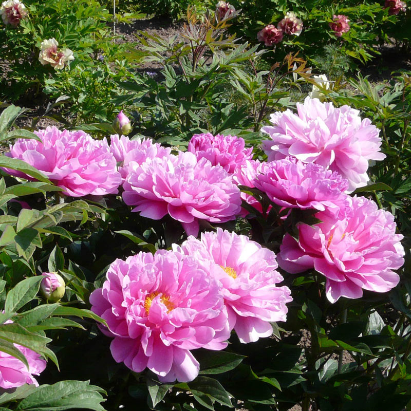 'IMPOSSIBLE DREAM' Itoh Peony (Paeonia x intersectional 'impossible dream')
