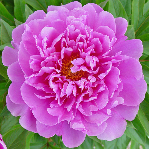 'IMPOSSIBLE DREAM' Itoh Peony (Paeonia x intersectional 'impossible dream')