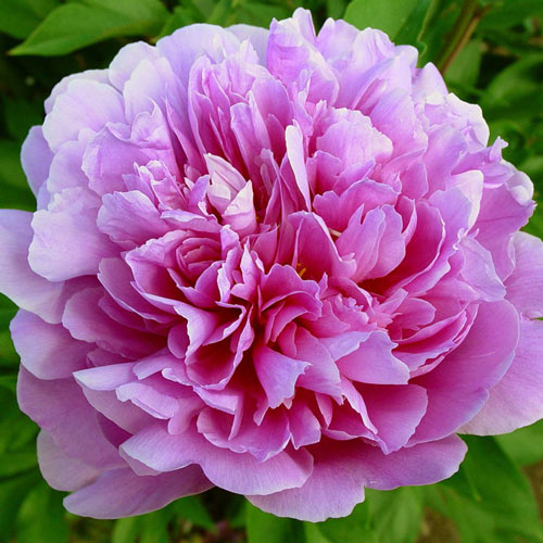 'IMPOSSIBLE DREAM' Itoh Peony (Paeonia x intersectional 'impossible dream')