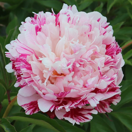 'INDEPENDENCE DAY' Peony (Paeonia x lactiflora 'independence day')