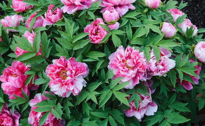'INDEPENDENCE DAY' Peony (Paeonia x lactiflora 'independence day')