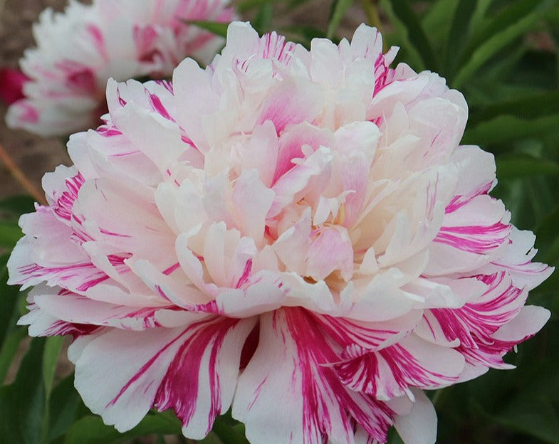 'INDEPENDENCE DAY' Peony (Paeonia x lactiflora 'independence day')