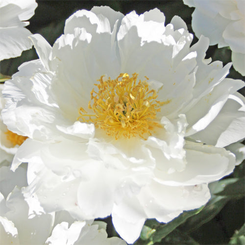 'IN FULL SAIL' Peony (Paeonia x lactiflora 'in full sail')