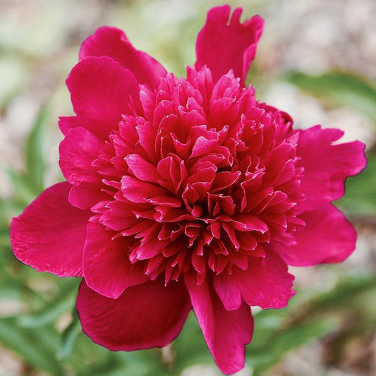 'INSPECTEUR LAVERGNE' Peony (Paeonia x lactiflora 'inspecteur lavergne')