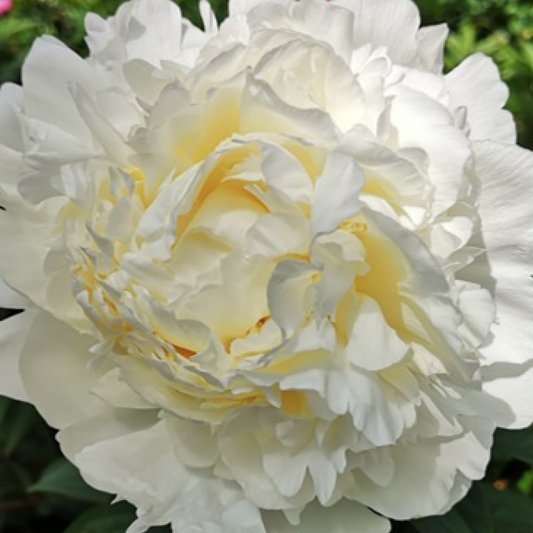 'IVORY VICTORY' Peony (Paeonia x lactiflora 'ivory victory')