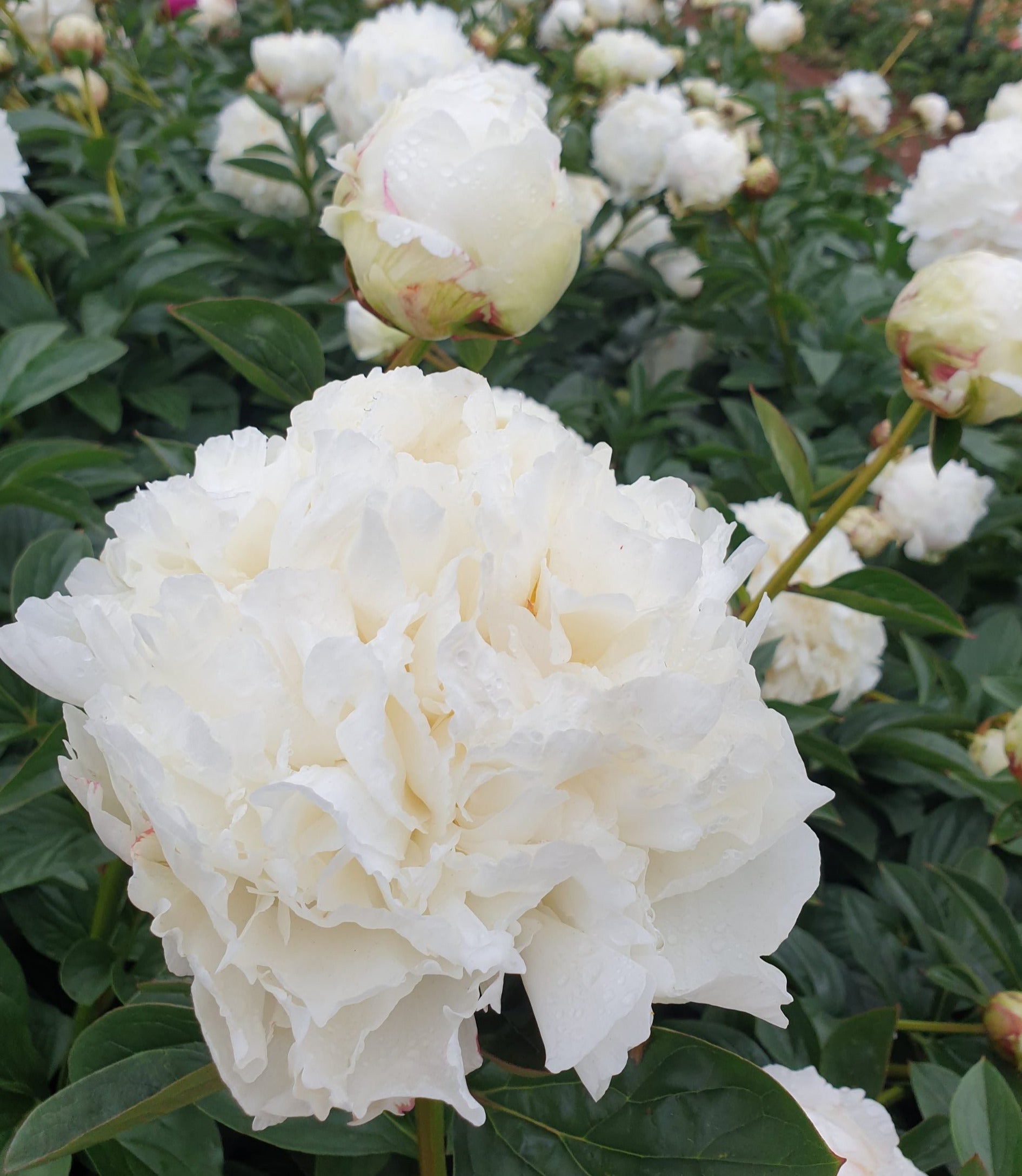 'IVORY VICTORY' Peony (Paeonia x lactiflora 'ivory victory ...