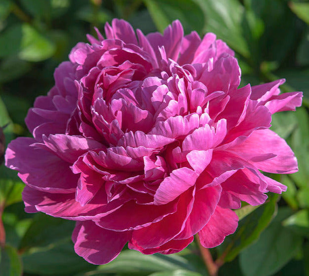 'JADWIGA' Peony (Paeonia x lactiflora 'jadwiga') – Champlain Peony Company