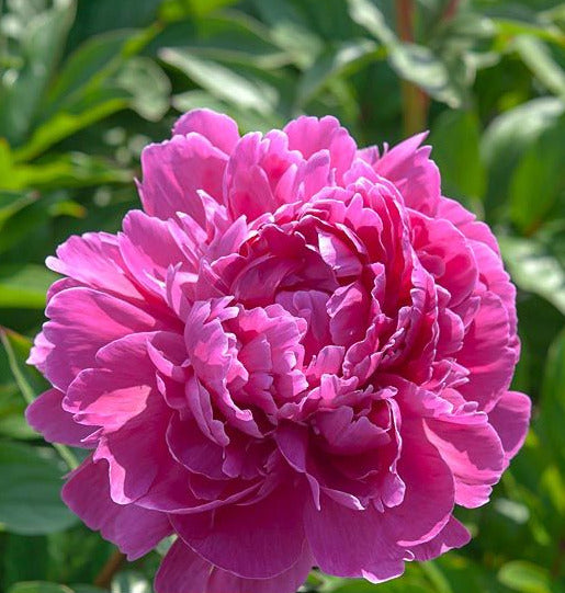 'JADWIGA' Peony (Paeonia x lactiflora 'jadwiga') – Champlain Peony Company