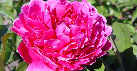 'JADWIGA' Peony (Paeonia x lactiflora 'jadwiga')