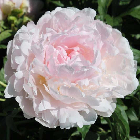 'JAMES PILLOW' Peony (Paeonia x lactiflora 'james pillow')