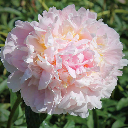 'JAMES PILLOW' Peony (Paeonia x lactiflora 'james pillow')