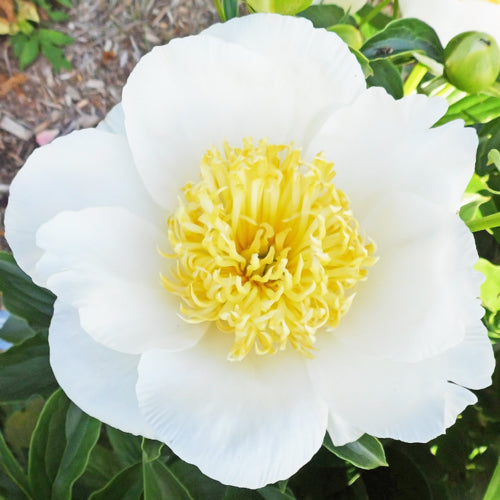 'JAN VAN LEEUWEN' Peony (Paeonia x lactiflora 'jan van leeuwen')