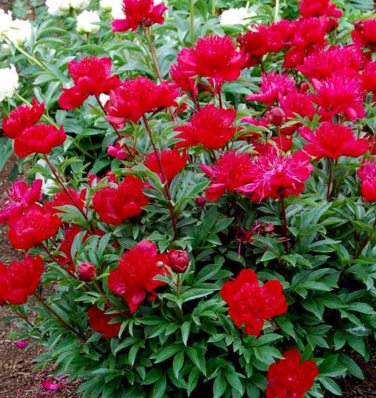 'JEAN ERICKSEN' Peony (Paeonia x lactiflora 'jean ericksen')