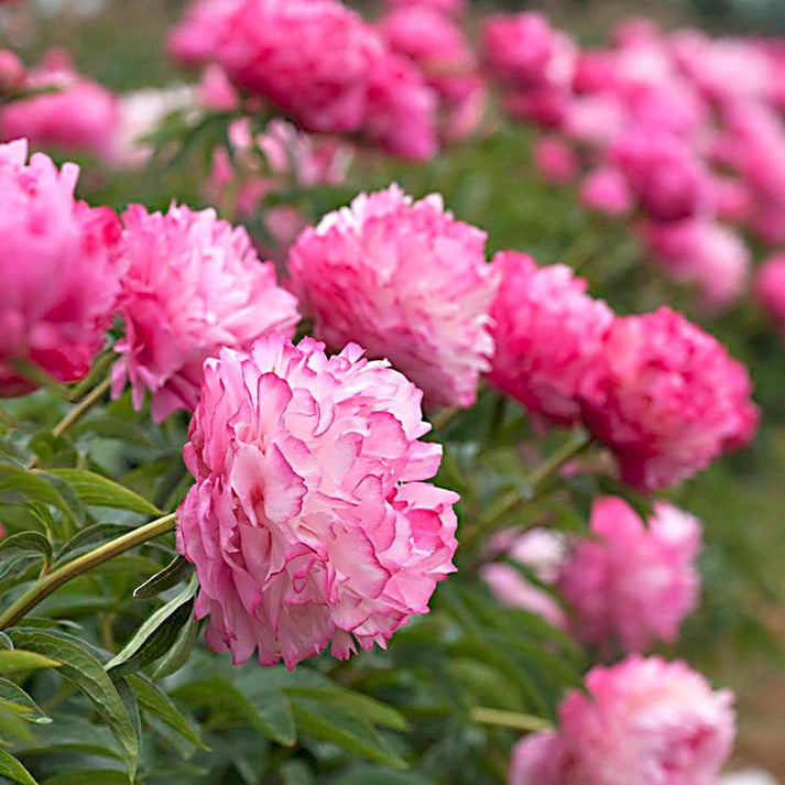 'JOKER' Peony (Paeonia x lactiflora 'joker') – Champlain Peony Company