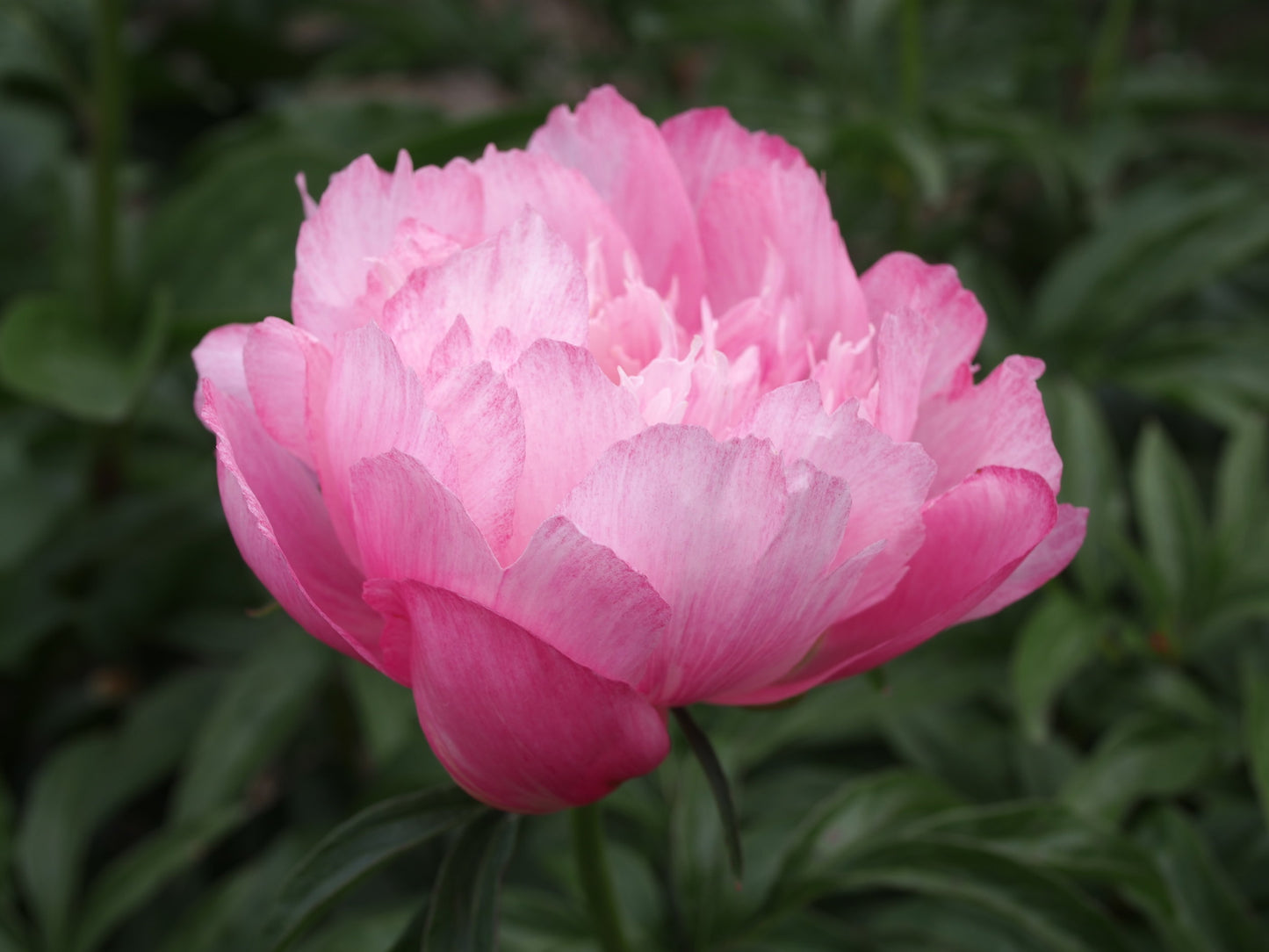 'JOKER' Peony (Paeonia x lactiflora 'joker')