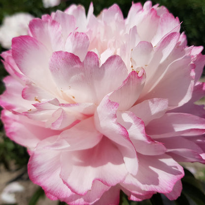 'JOKER' Peony (Paeonia x lactiflora 'joker')