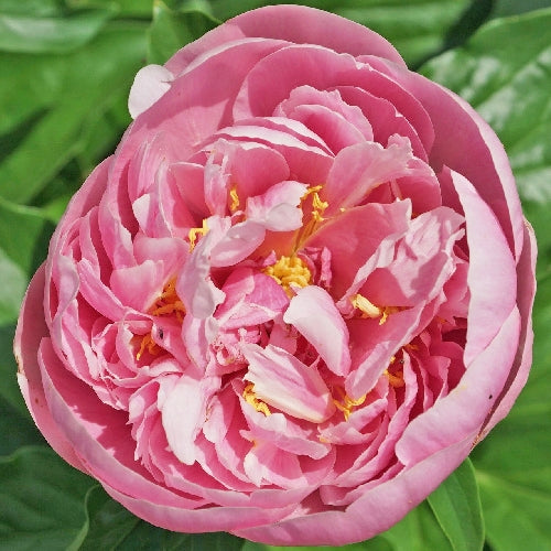 'JOYFUL CELEBRATION' Peony (Paeonia x lactiflora 'joyful celebration')