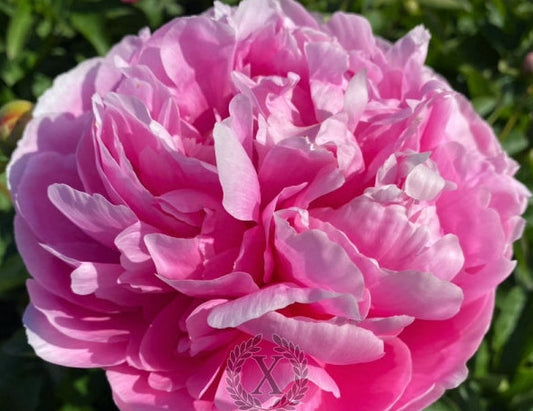 'JULIA TITI' Peony (Paeonia x lactiflora 'julia titi')