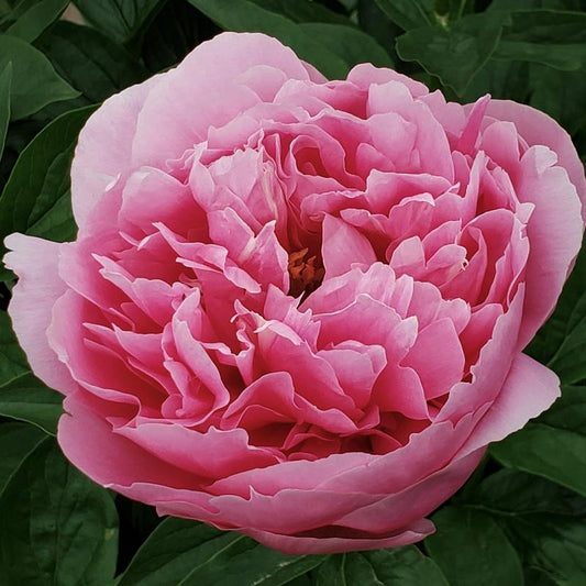 'KATHY'S TOUCH' Peony (Paeonia x lactiflora 'kathy's touch')