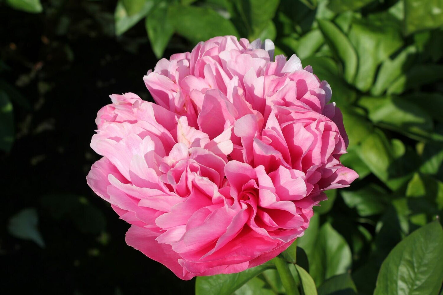 'KATHY'S TOUCH' Peony (Paeonia x lactiflora 'kathy's touch')