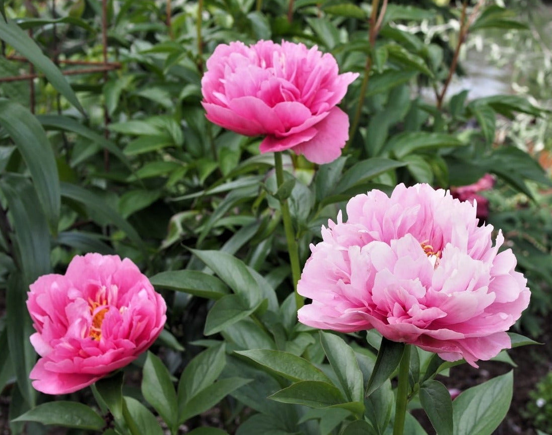 'KATHY'S TOUCH' Peony (Paeonia x lactiflora 'kathy's touch')