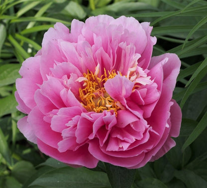 'KATHY'S TOUCH' Peony (Paeonia x lactiflora 'kathy's touch')