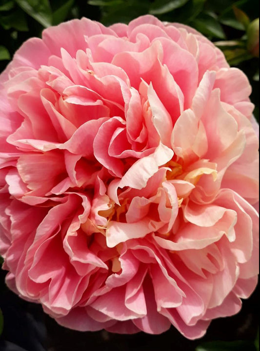 'KAYLEIGH ANN' Peony (Paeonia x lactiflora 'kayleigh ann')