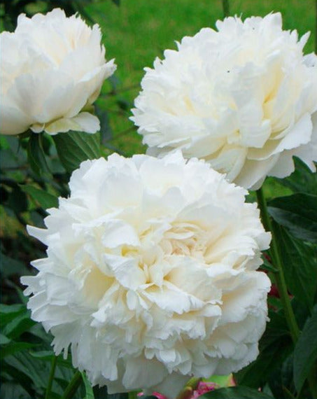 'KELWAY'S GLORIOUS' Peony (Paeonia x lactiflora 'kelway's glorious ...