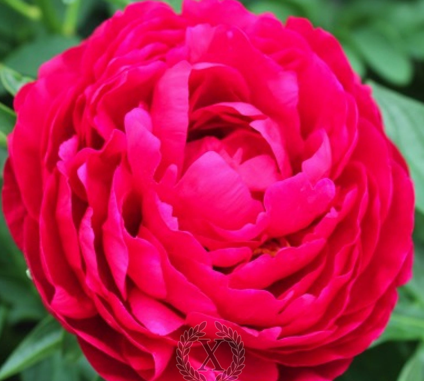 'KING'S RANSOM' Peony (Paeonia x lactiflora 'king's ransom')