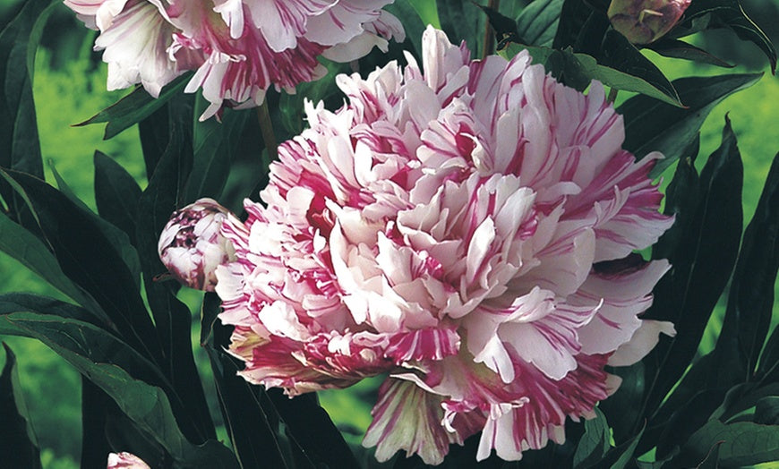 'KIRINMARU' Peony (Paeonia x lactiflora 'kirinmaru')