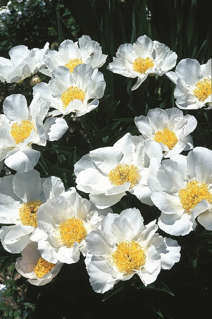 'KRINKLED WHITE' Peony (Paeonia x lactiflora 'krinkled white')