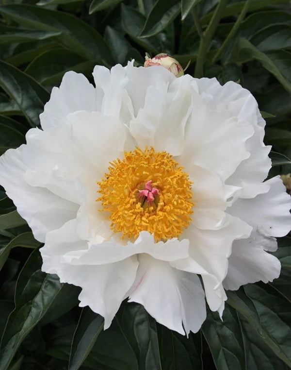 'KRINKLED WHITE' Peony (Paeonia x lactiflora 'krinkled white')