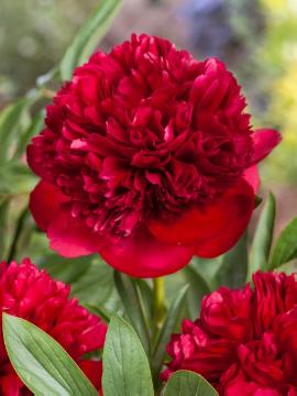 'LADY IN RED' Peony (Paeonia x lactiflora 'lady in red')