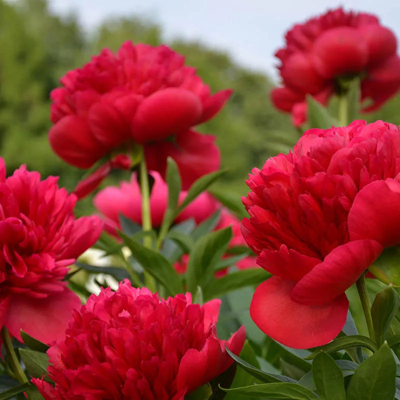 'LADY IN RED' Peony (Paeonia x lactiflora 'lady in red')
