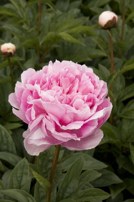 'LADY ORCHID' Peony (Paeonia x lactiflora 'lady orchid') – Champlain ...