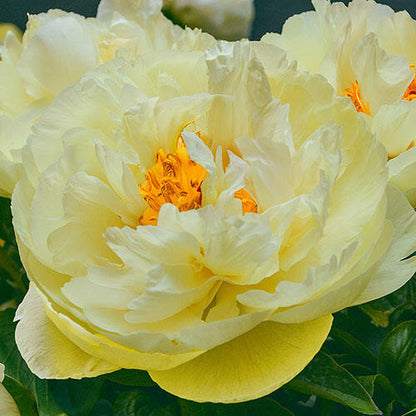 'LEMON CHIFFON' Peony (Paeonia x lactiflora 'lemon chiffon')