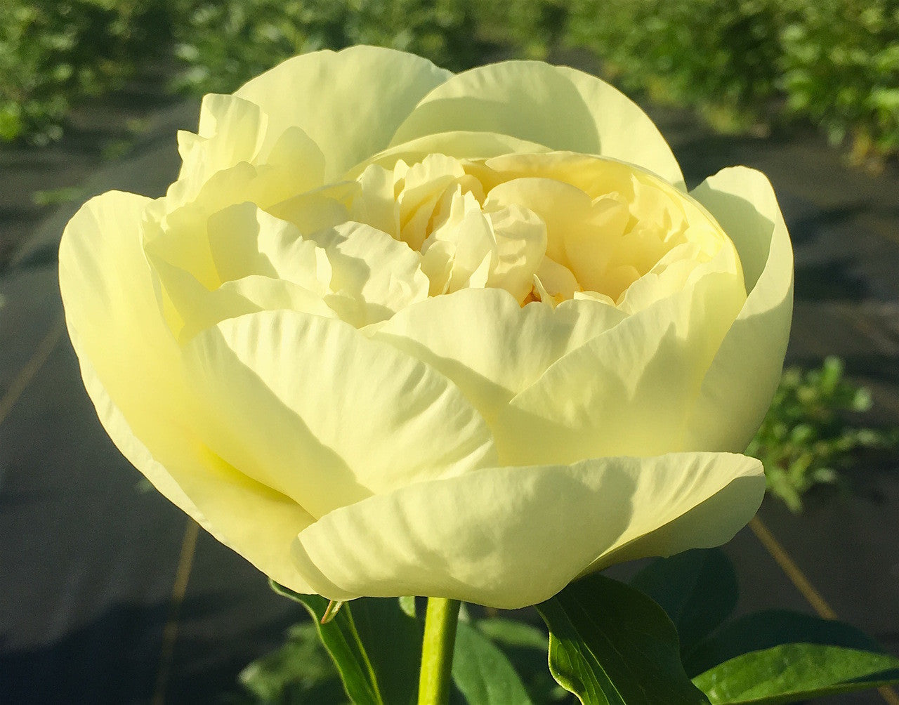 'LEMON CHIFFON' Peony (Paeonia x lactiflora 'lemon chiffon')