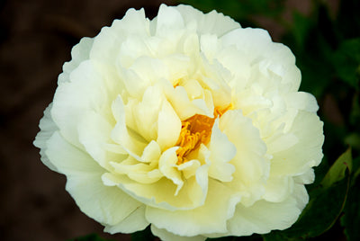 'LEMON CLOUDS' Peony (Paeonia x lactiflora 'lemon clouds')