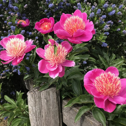 'LESLIE PECK' Peony (Paeonia x lactiflora 'leslie peck')