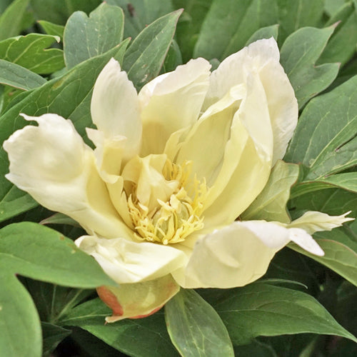 'LITTLE SPLASH' Itoh Peony (Paeonia x intersectional 'little splash')