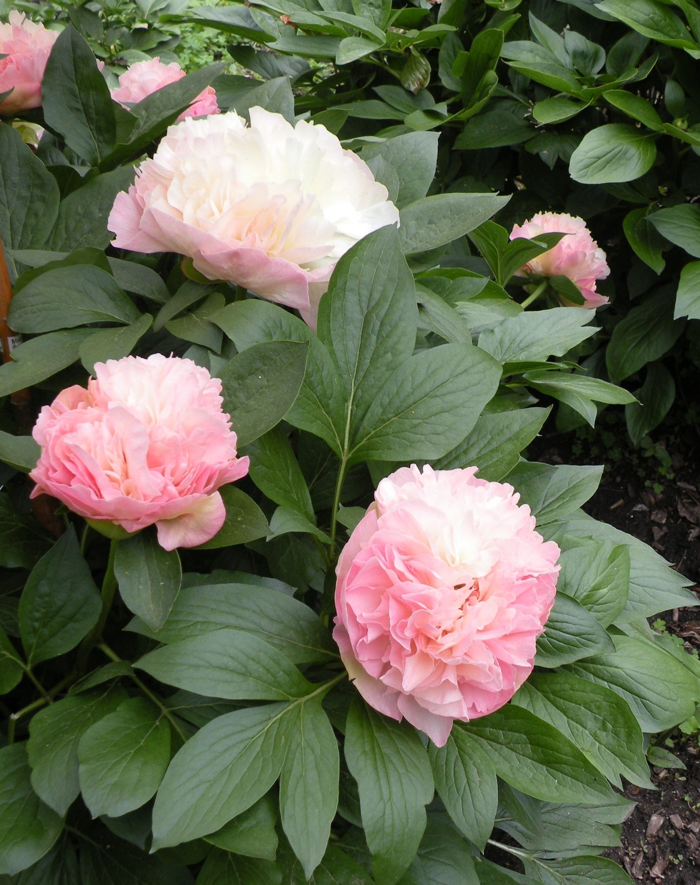 'LOIS' CHOICE' Peony (Paeonia x lactiflora 'lois' choice') – Champlain ...