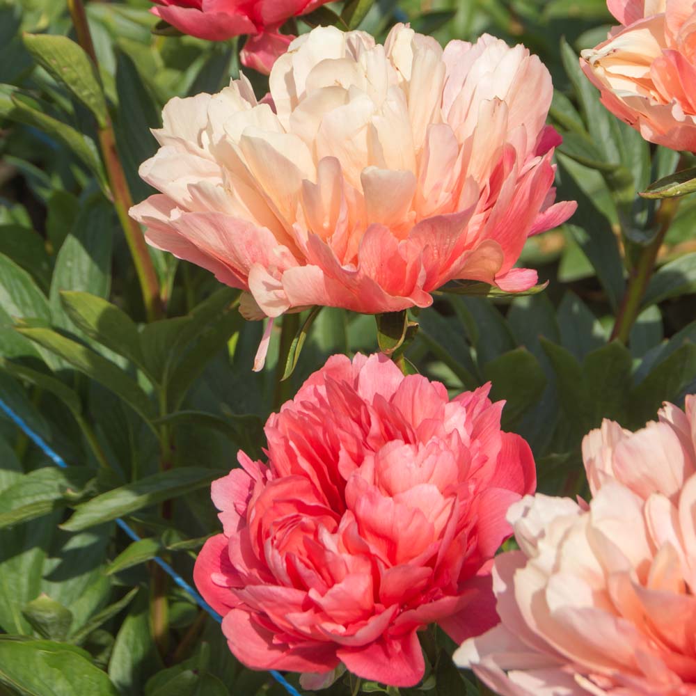 'LORELEI' Peony (Paeonia x lactiflora 'lorelei')