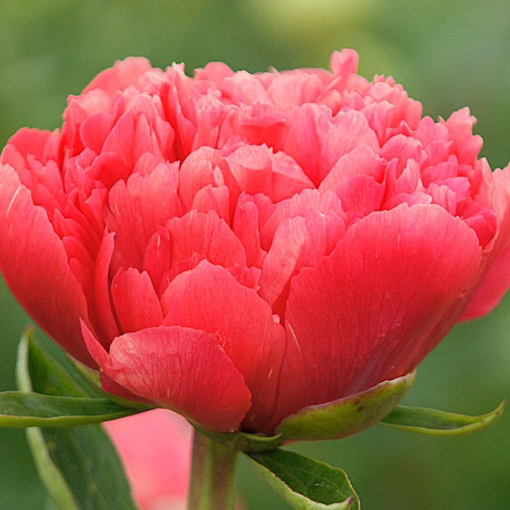 'LORELEI' Peony (Paeonia x lactiflora 'lorelei') – Champlain Peony Company