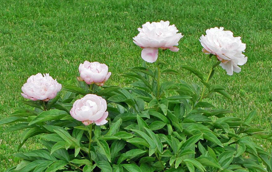 HERBACEOUS PEONIES – Page 24 – Champlain Peony Company