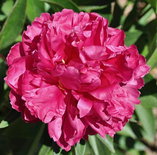 'LOUIS VAN HOUTTE' Peony (Paeonia x lactiflora 'louis van houtte'