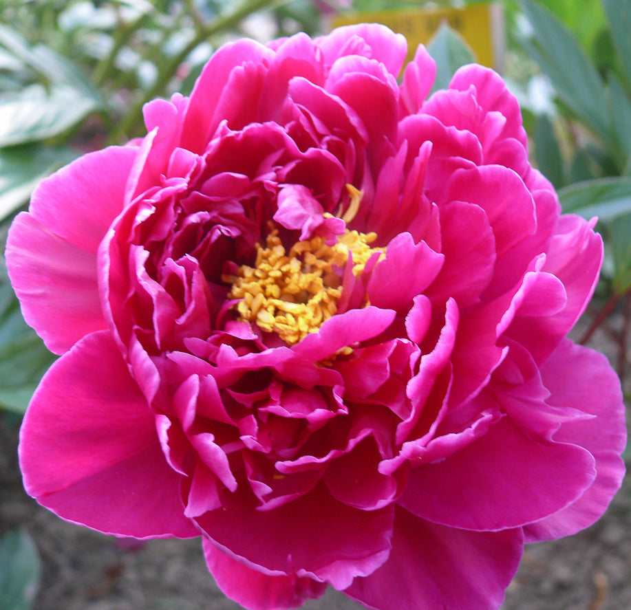 'LOUIS VAN HOUTTE' Peony (Paeonia x lactiflora 'louis van houtte'