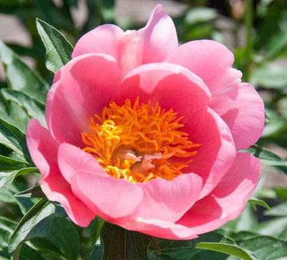 'LOVELY ROSE' Peony (Paeonia x lactiflora 'lovely rose')